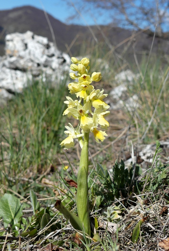 Marsica 2022, Monte Girifalco e Monte Arunzo  Le orchidee e la storia.